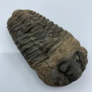 Flexycalamene Trilobite