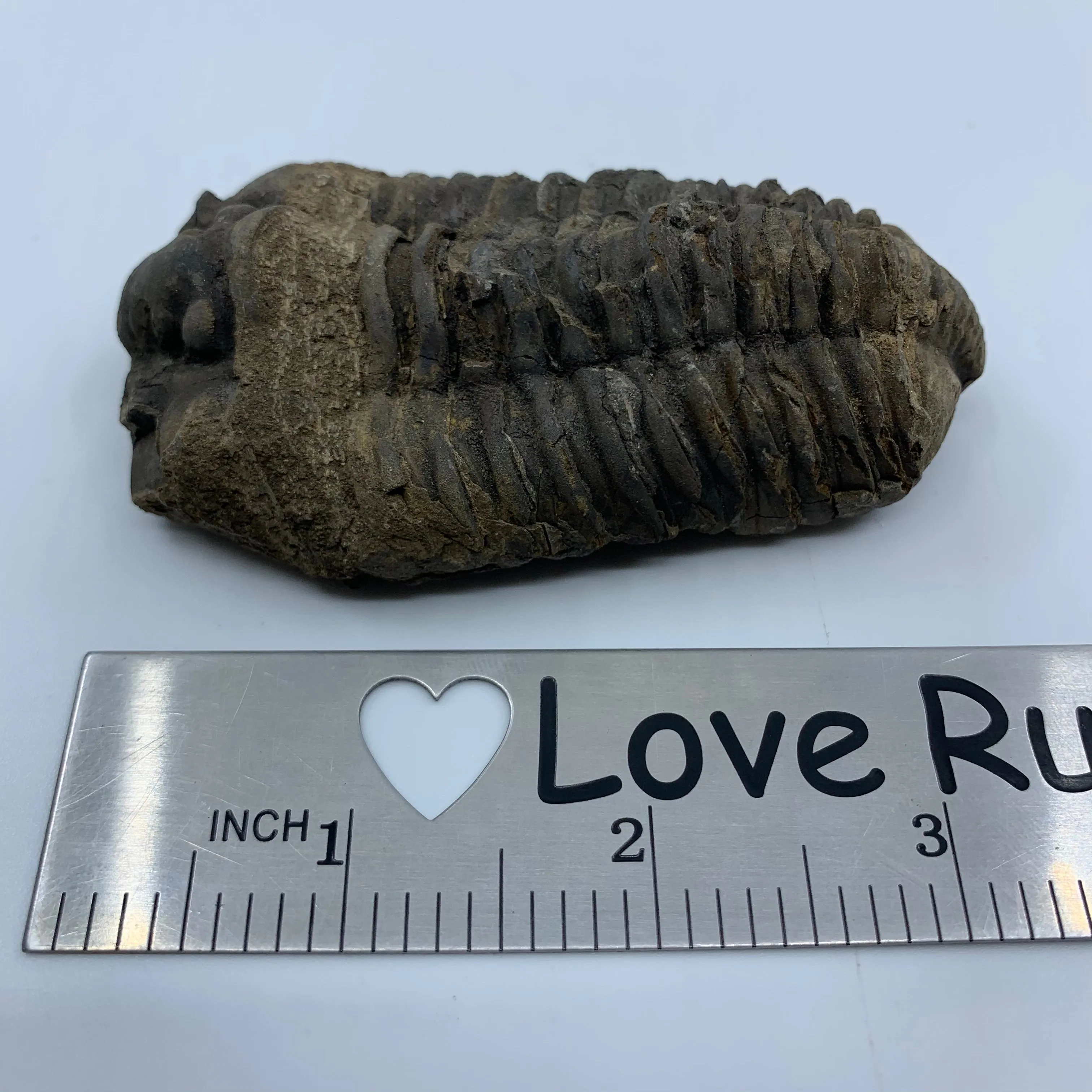 Flexycalamene Trilobite